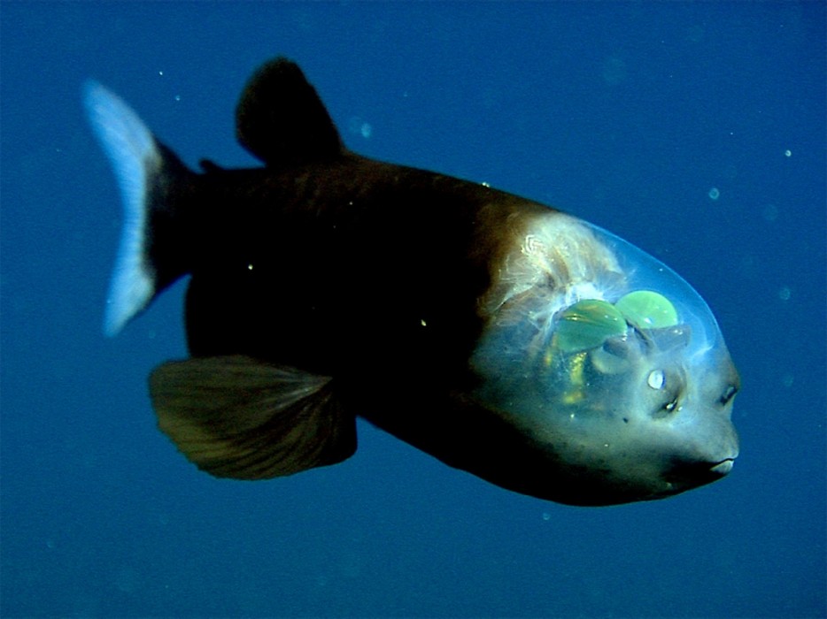 Poisson bioluminescent