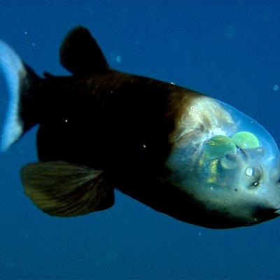 Poisson bioluminescent