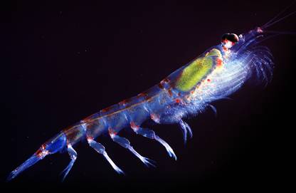 Crevette bioluminescente