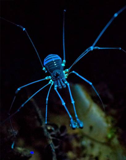 Faucheux bioluminescent