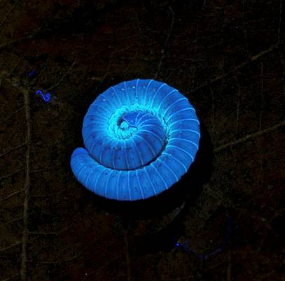 Mille-pattes bioluminescent