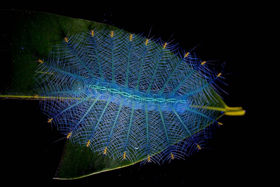 Larve bioluminescente de papillon archiduc