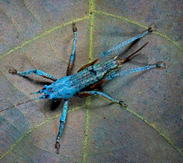 Sauterelle bioluminescente