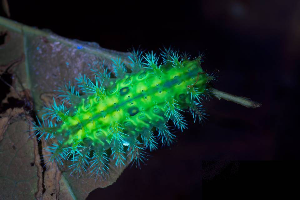 Chenille bioluminescente
