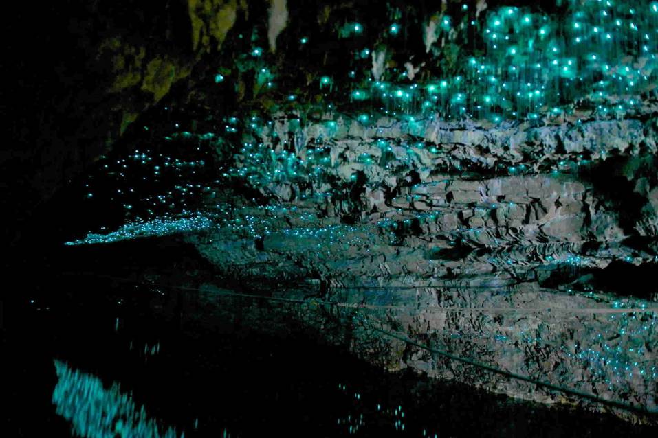 Grottes de Nouvelle-Zélande peuplées de larves d'Arachnocampa Luminosa