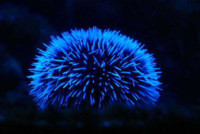 Oursin bioluminescent