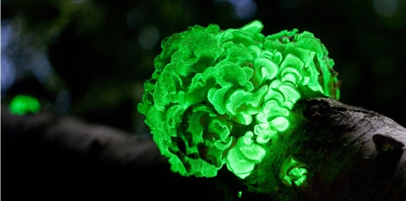 Champignons bioluminescents