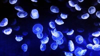 Banc de méduses bioluminescentes