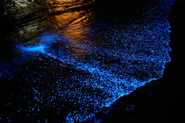 Du plancton bioluminescent sur les plages